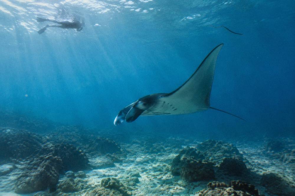 A manta ray gliding through sunlit water with a snorkeler in the background