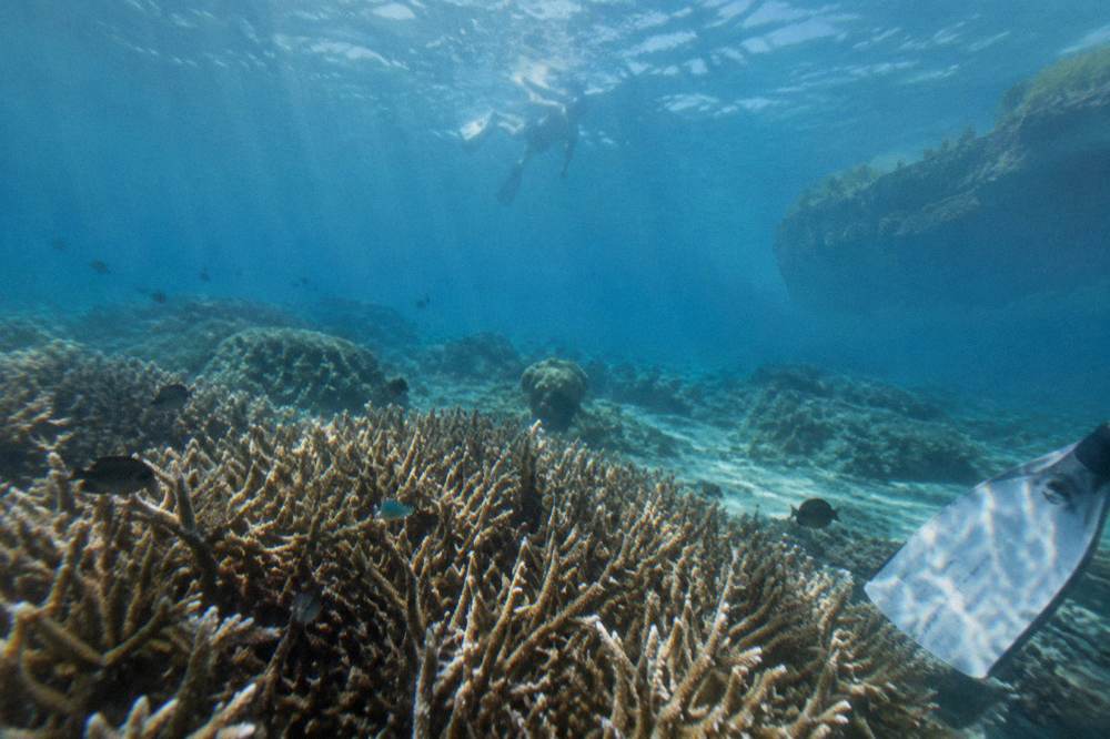 A snorkeler floating above a coral garden with colorful fish in clear water