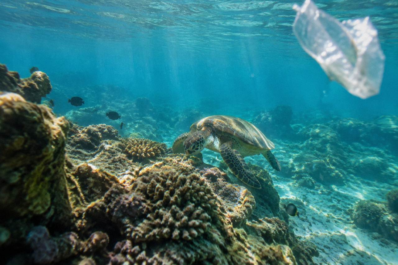 Sunlight filtering through clear turquoise water over a healthy coral reef
