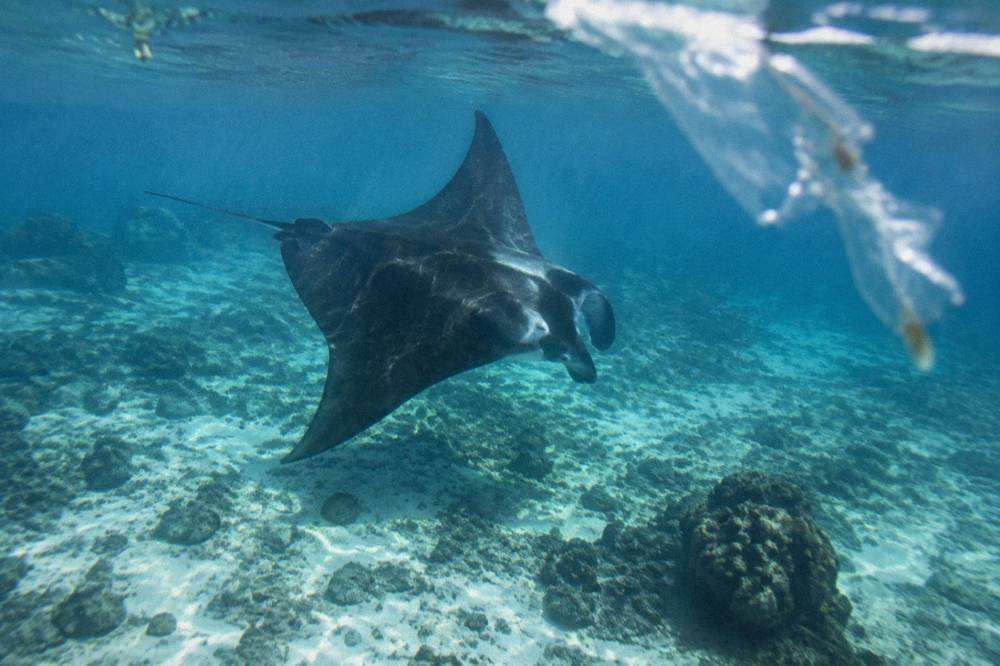 A manta ray seen from above through clear water over a sandy seabed