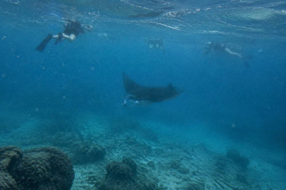 Snorkelers floating on the surface above a shadowy manta ray in deep blue water