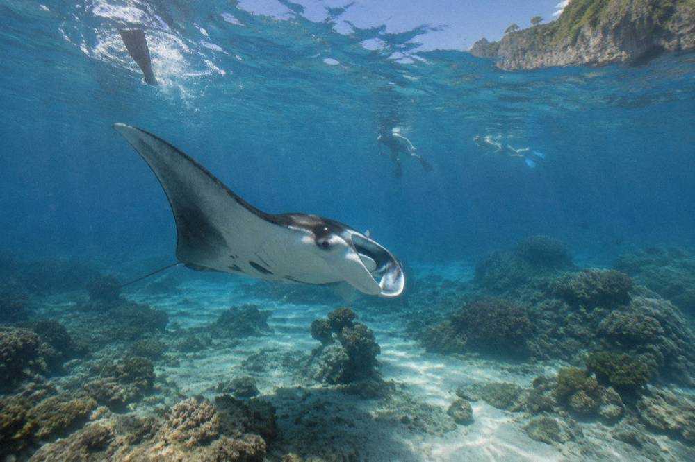 Snorkelers floating above a manta ray in clear water near Nusa Penida