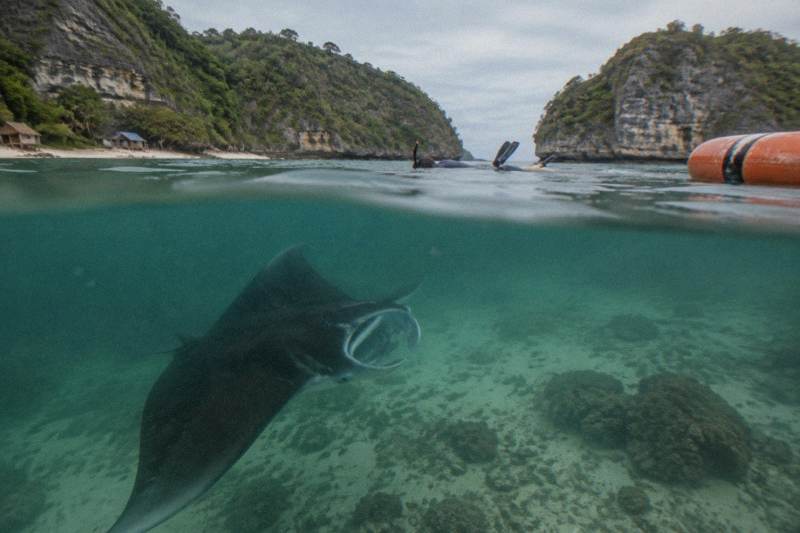 Manta ray snorkeling off Nusa Penida
