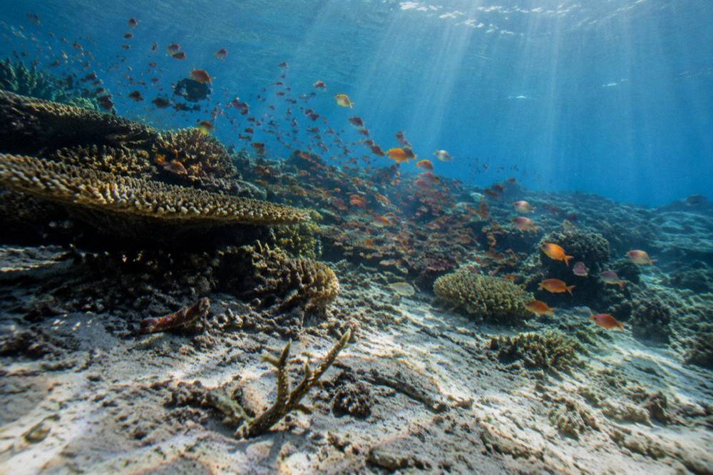 Sunlight filtering through clear water over a tropical coral reef slope