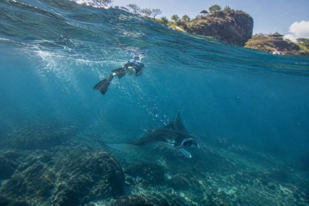 Snorkeler floating at the surface watching a manta ray pass below
