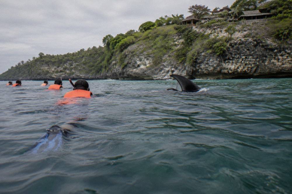 Group of snorkelers in life jackets watching from a respectful distance