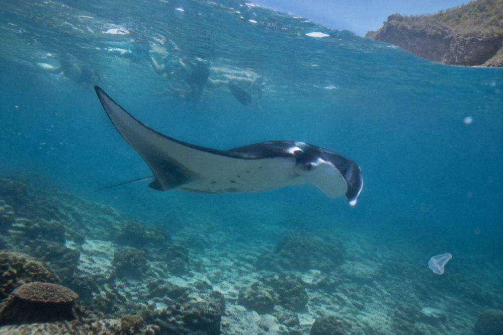 Snorkelers in the water above a manta ray near the Nusa Penida coast