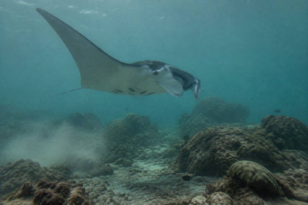 A manta ray gliding through clear blue water above a rocky seabed